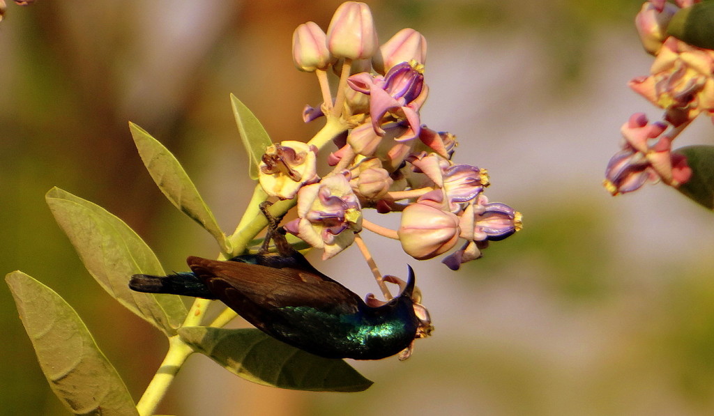 Purple-rumped Sunbird (male) on Milkweed (Calatropis) 