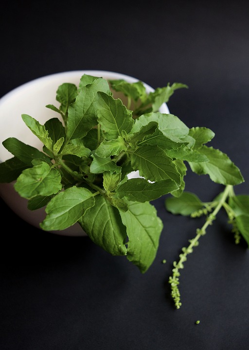 Tulsi Can Help Reduce High Blood Sugar Say Researchers